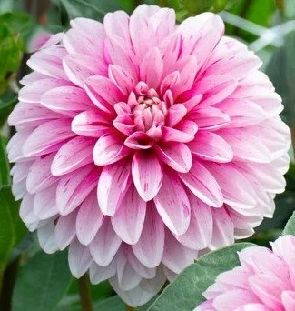 Strawberry Cream M-FD-LB.jpg