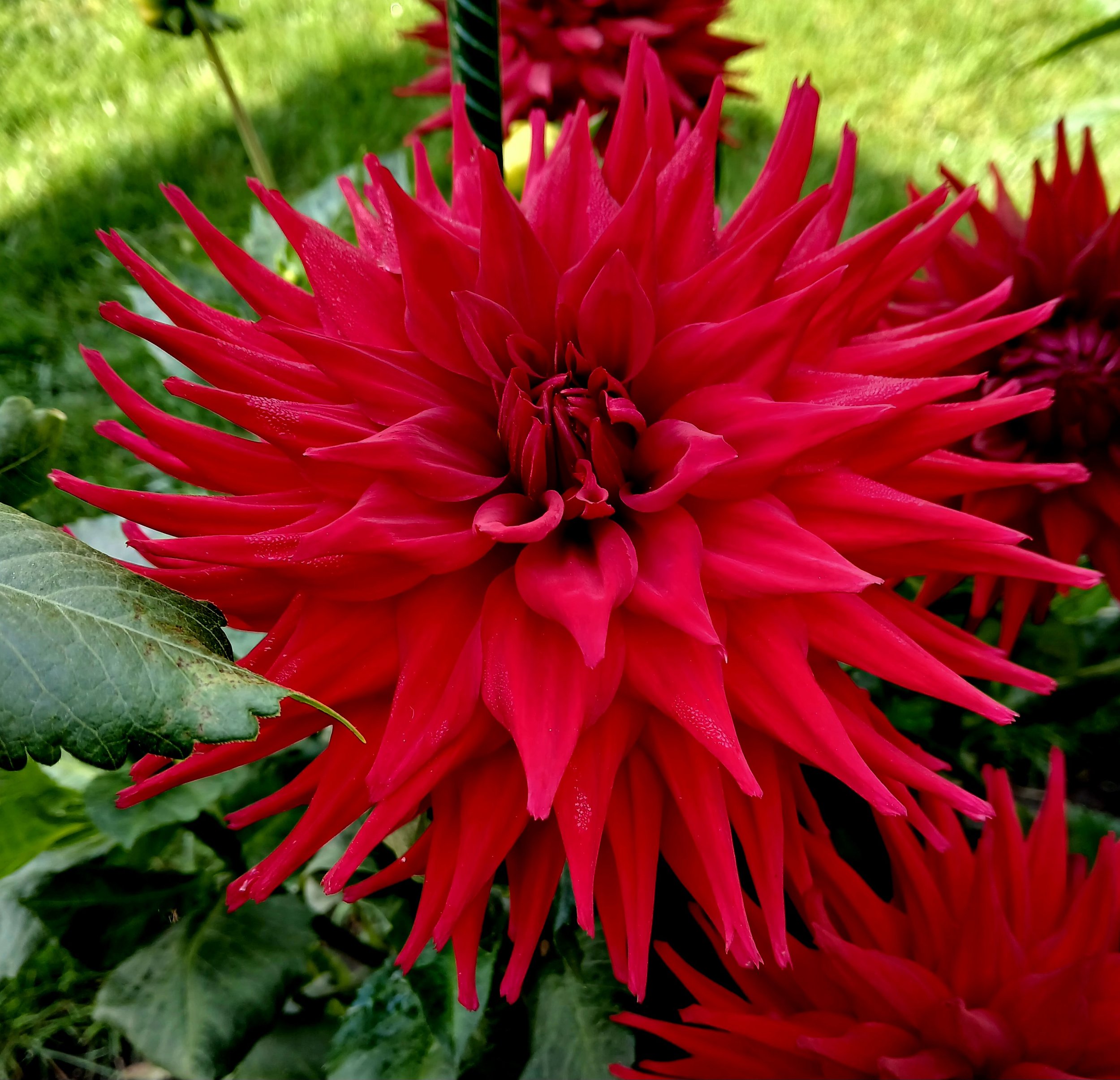 Hillcrest Duncan Edwards B SC DR