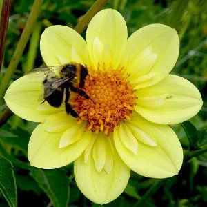 Oakridge_Suzanne_B CO Y.jpg