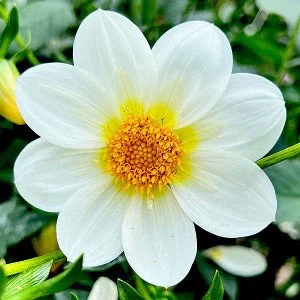 Oakridge_Purity S W.jpg