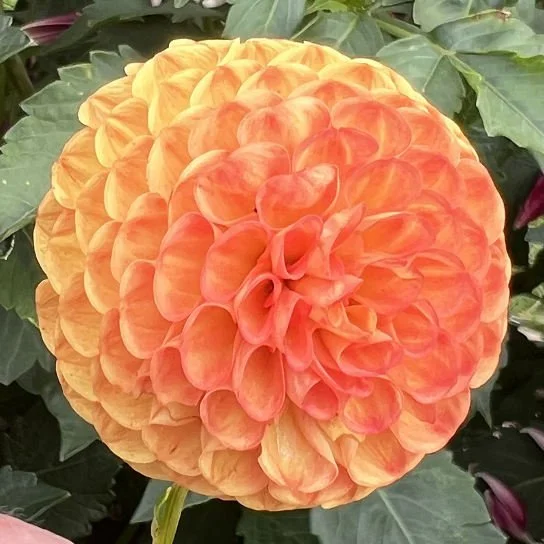 Master Michael Pom LBL