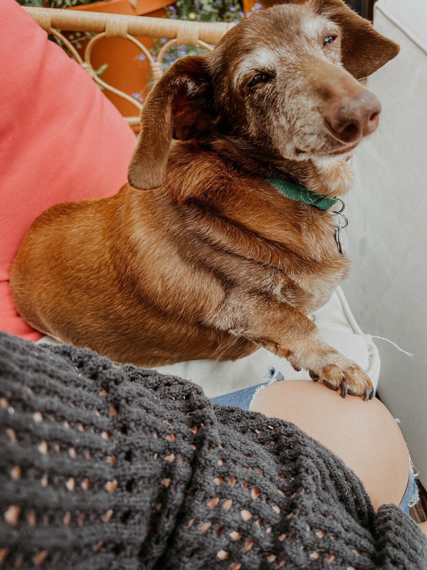 When your boi knows it&rsquo;s been a rough day and he got you 💕💕 ( I love him so much)
.
.
.
.
.
.
*
*
*
#dog #dogsofinstagram #puppy #puppies #dogs #doglover #puppylove #doglife #dogstagram #doglovers #pet #dachshund #dachshundsofinstagram #sausa