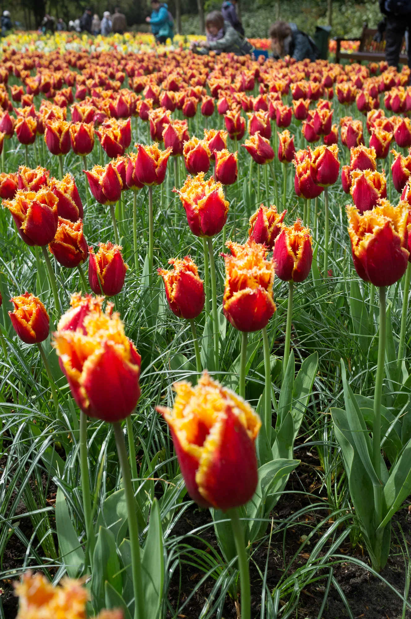 Keukenhof Gardens / Tulips / Fuji X100