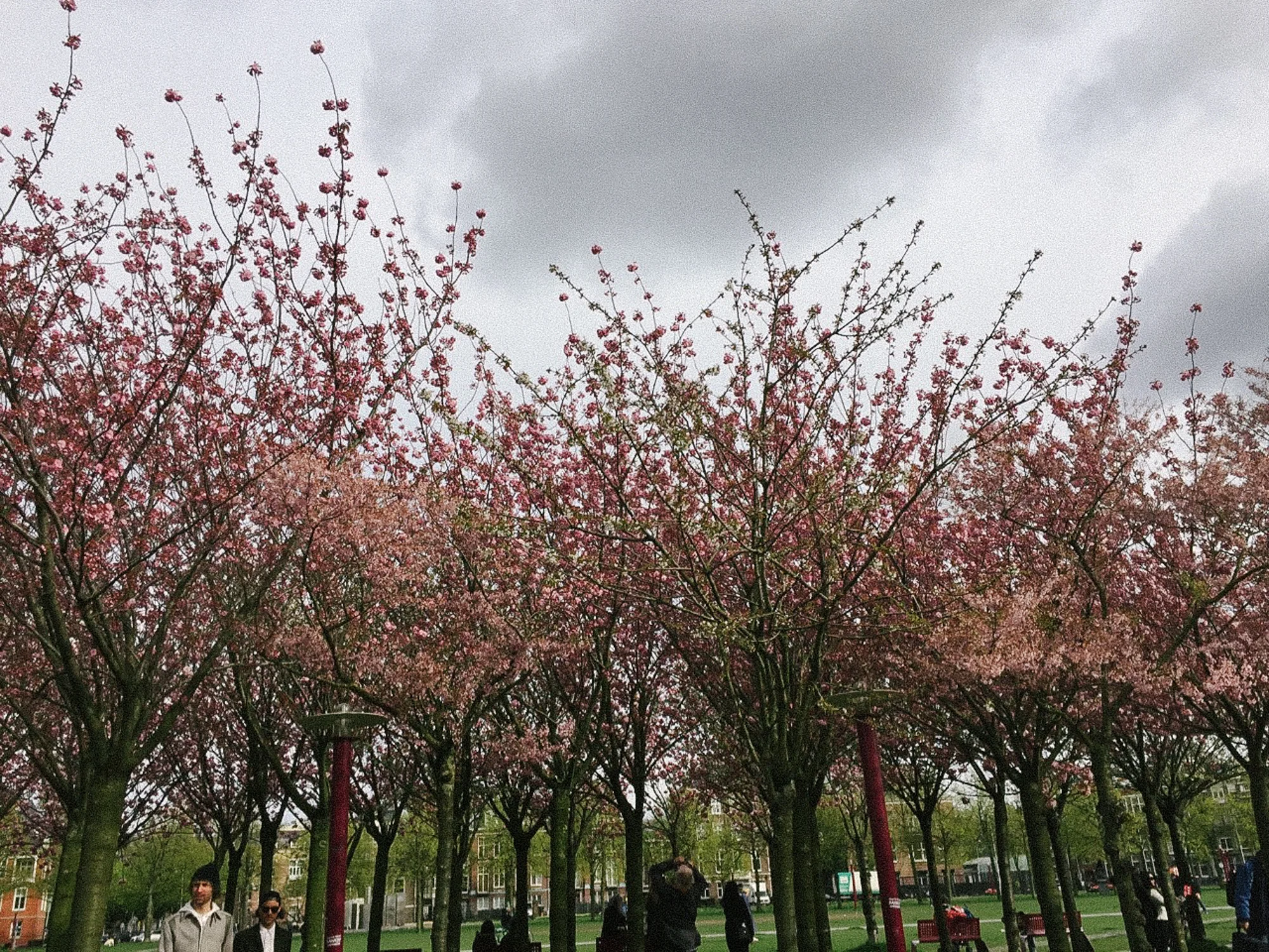 Trees outside of Van Gogh Museum / Museumplein / Amsterdam / iPhone 6