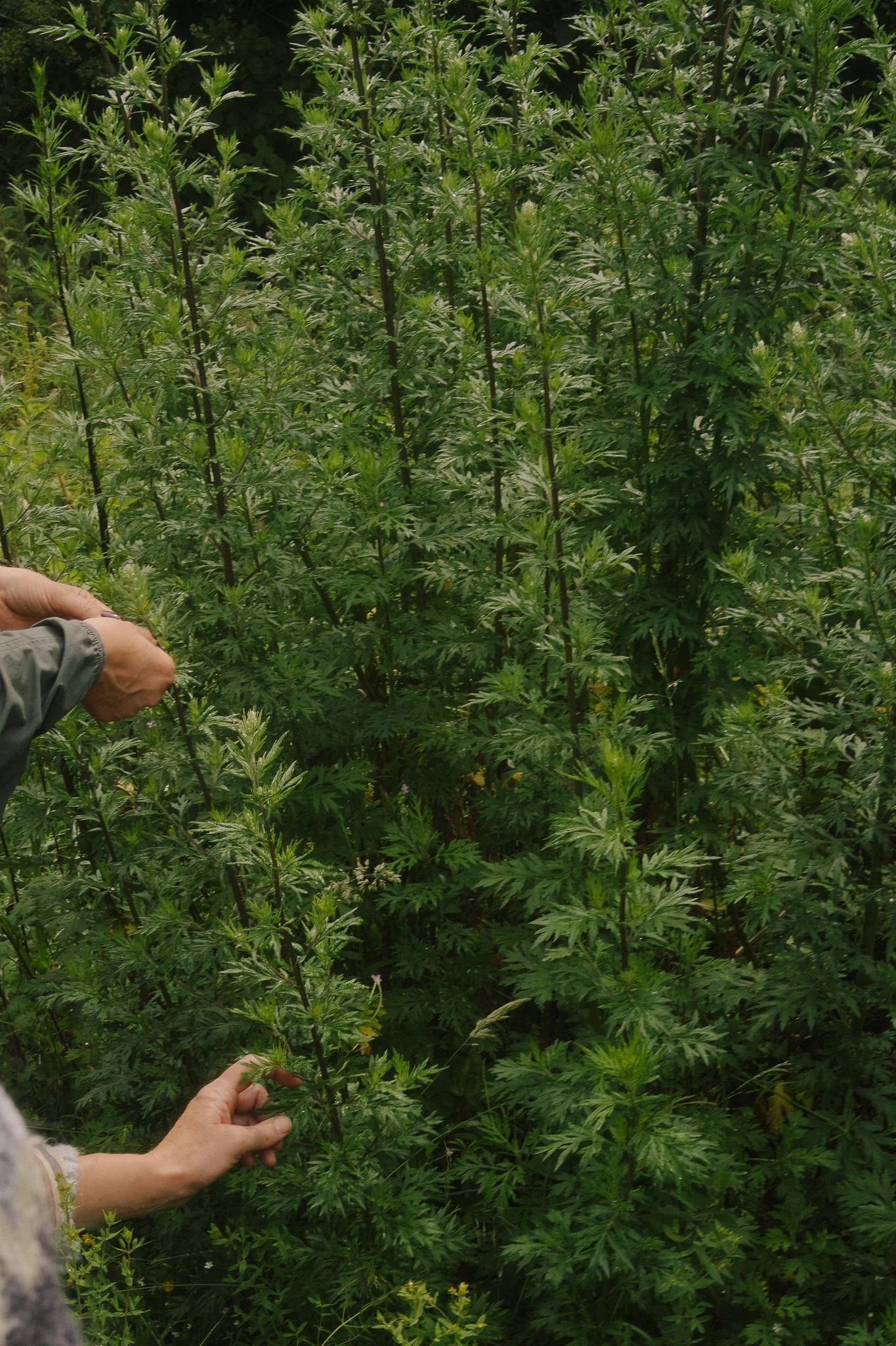 MUGWORT ROSE RETREAT.jpg