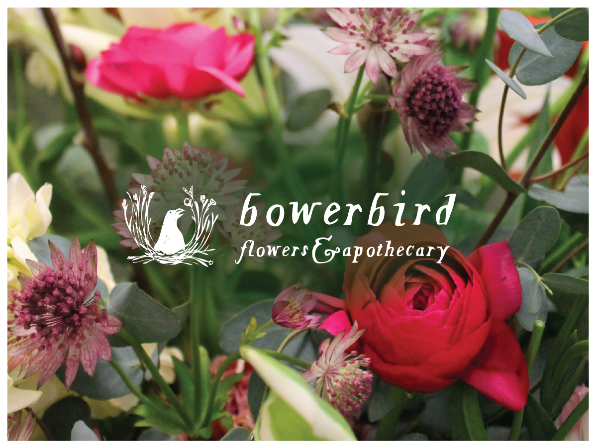 Logo for Bowerbird Flowers