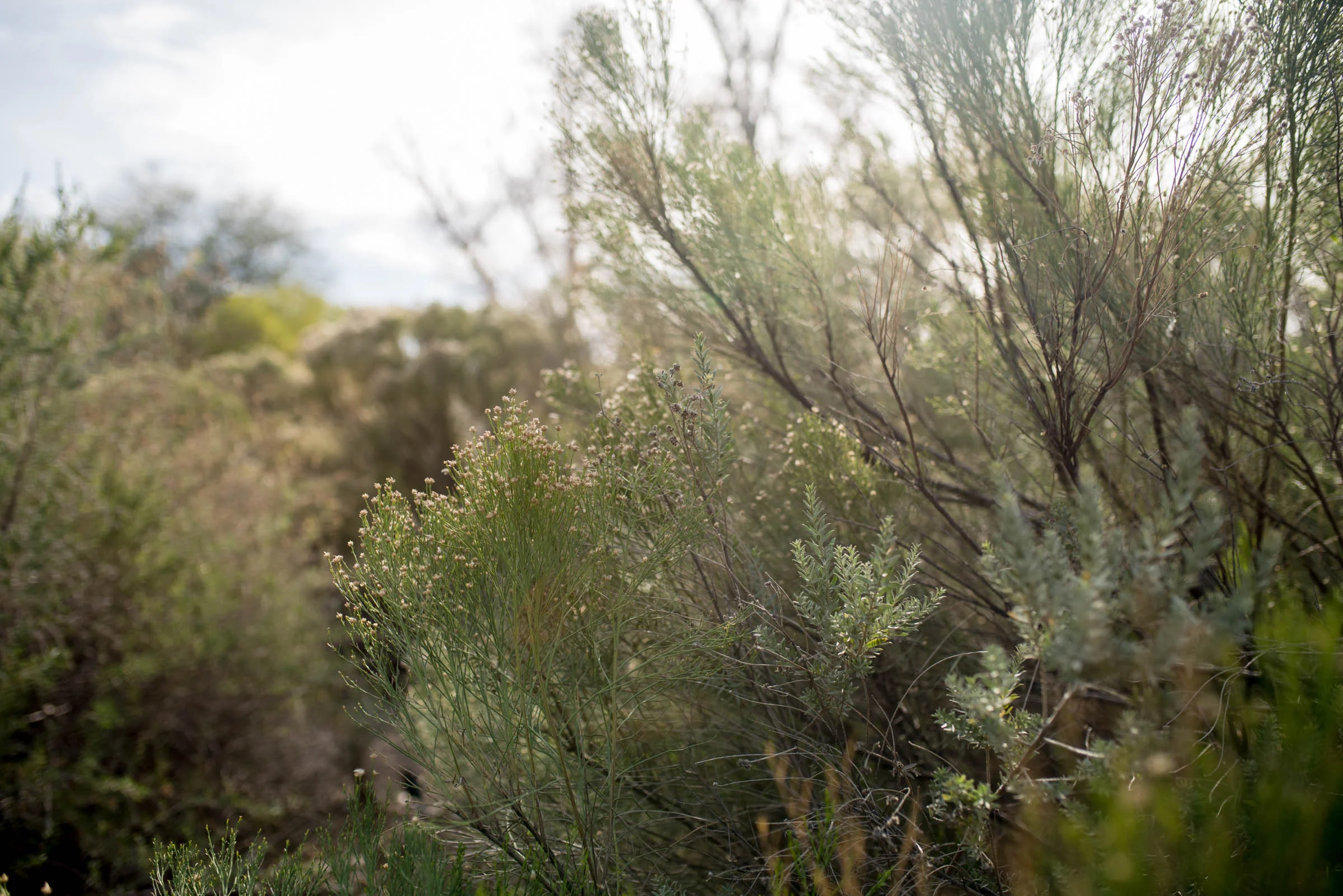 Michellehoffmanphotography-4.jpg