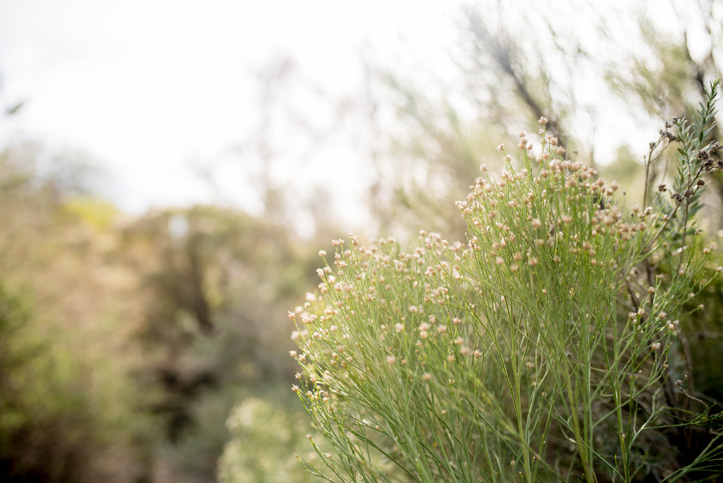 Michellehoffmanphotography-6.jpg