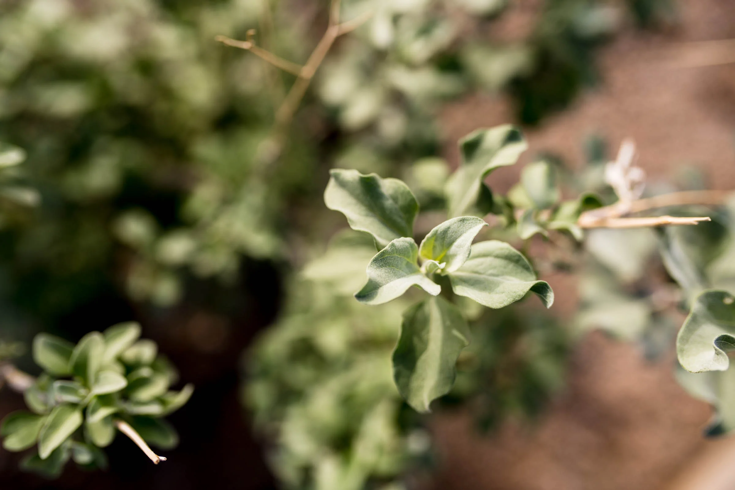 Michellehoffmanphotography-11.jpg