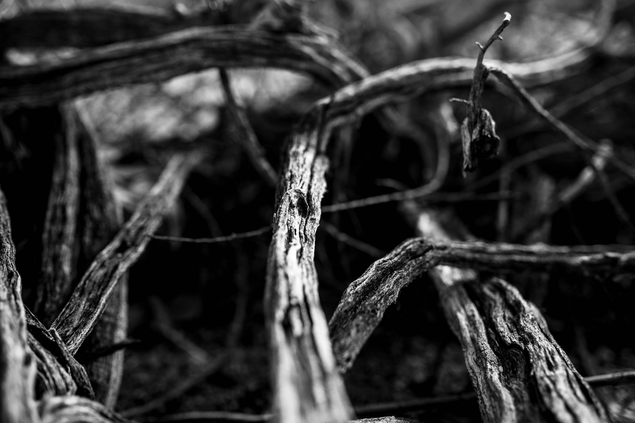 Michellehoffmanphotography-16.jpg