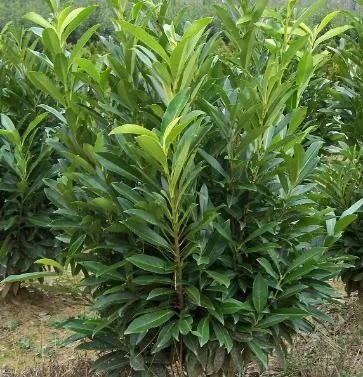 Volunteer in the Garden