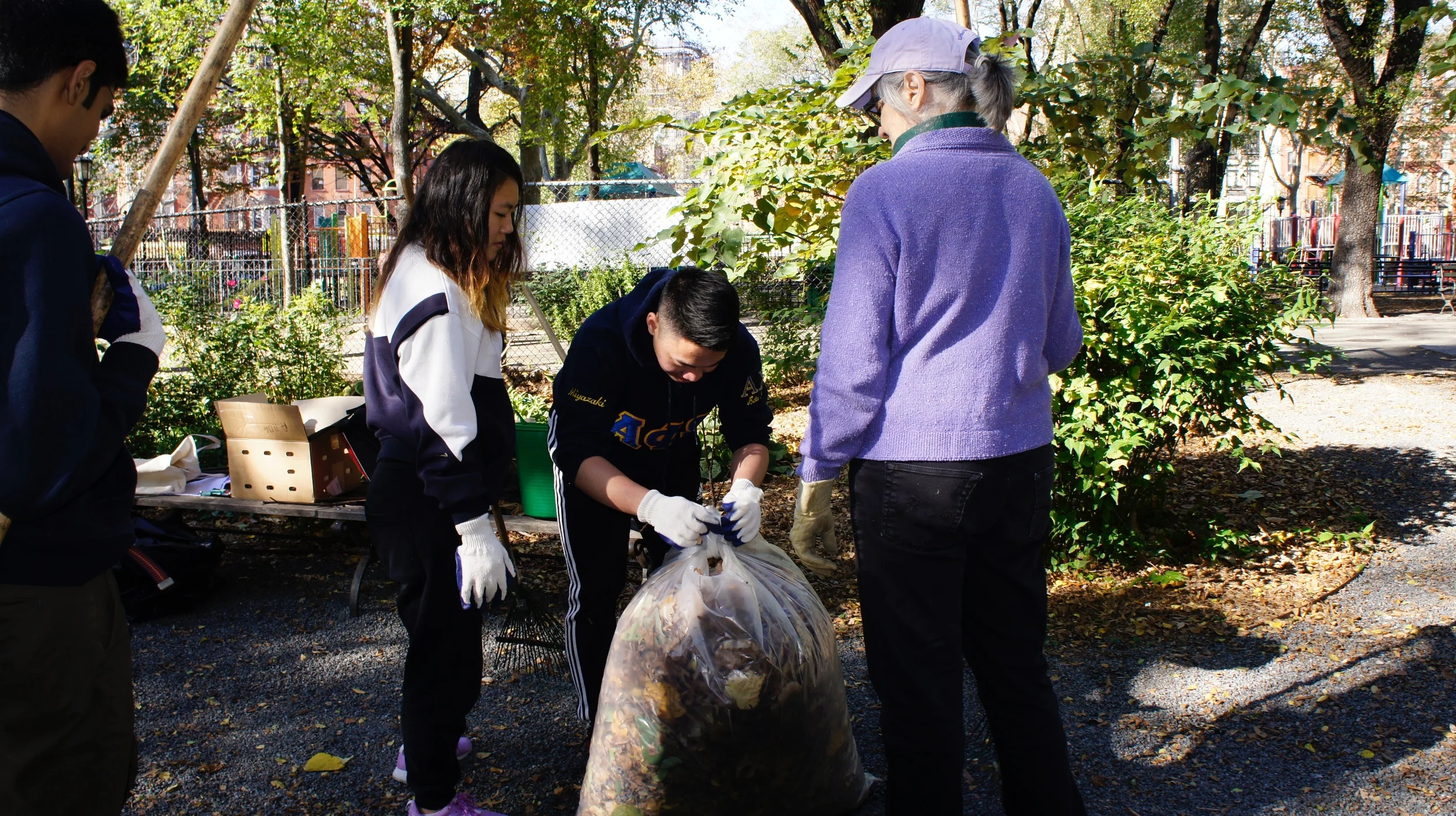Volunteer in the garden