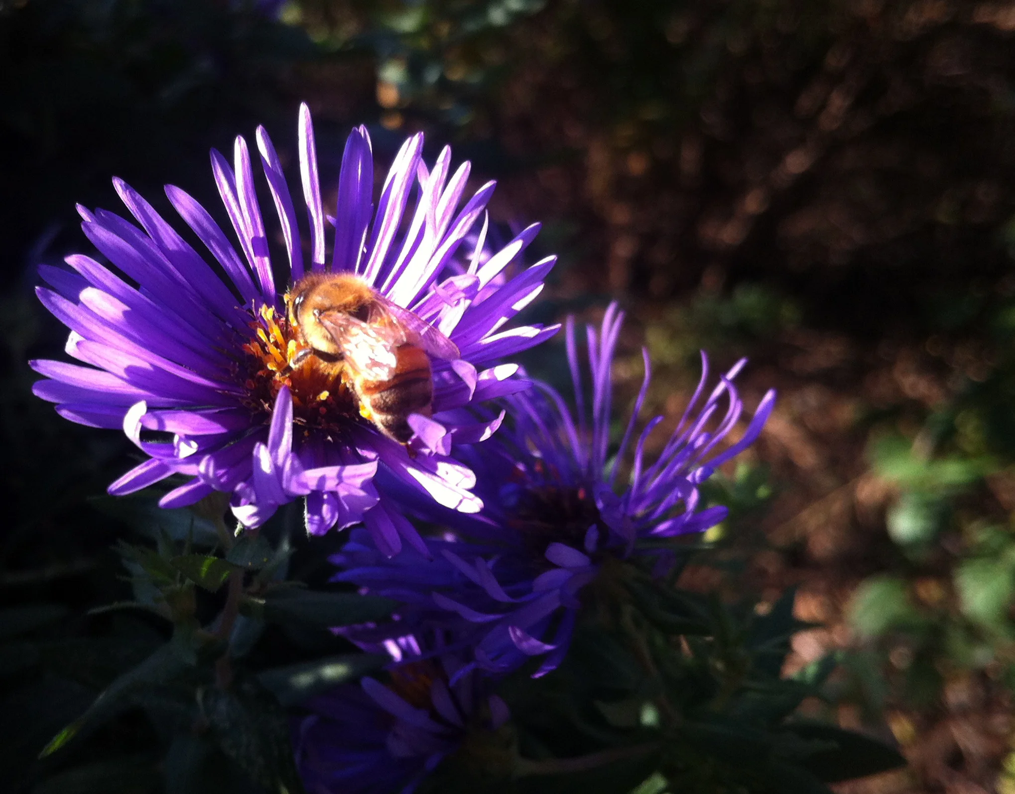 Volunteer in the Garden