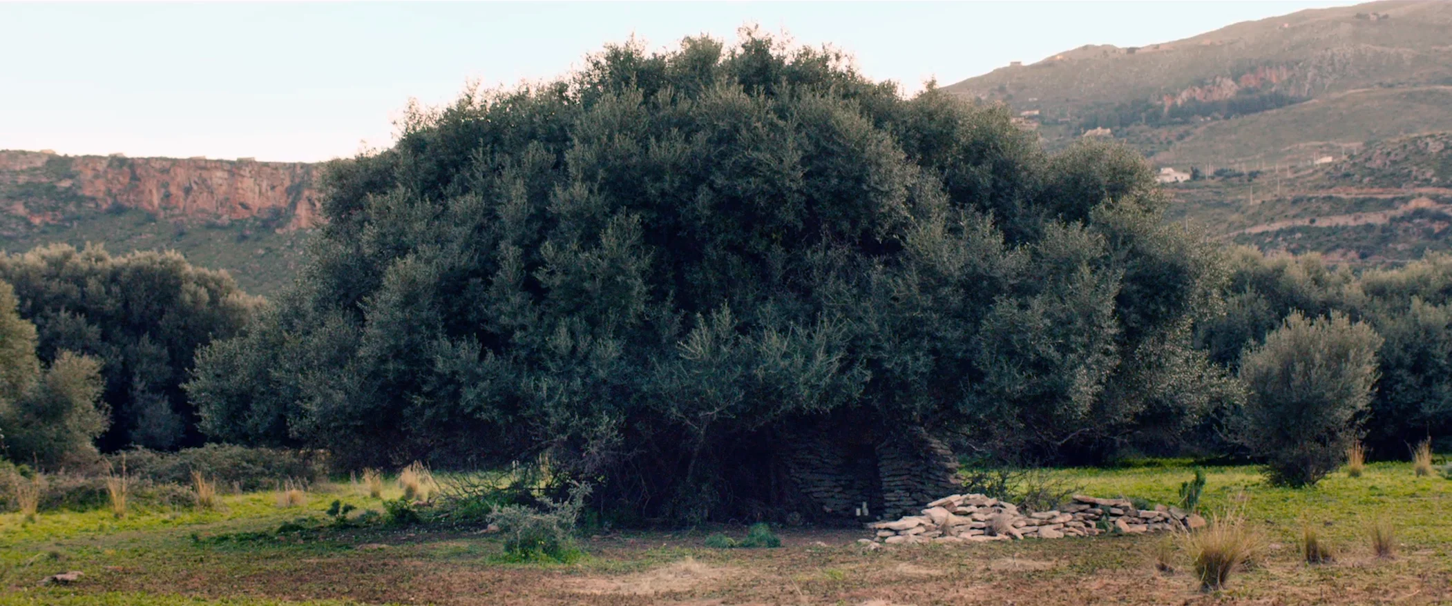 olive tree from DJH computer.jpg
