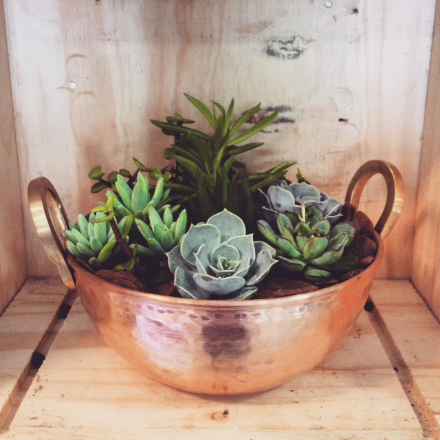 Terrarium, DA HORTA