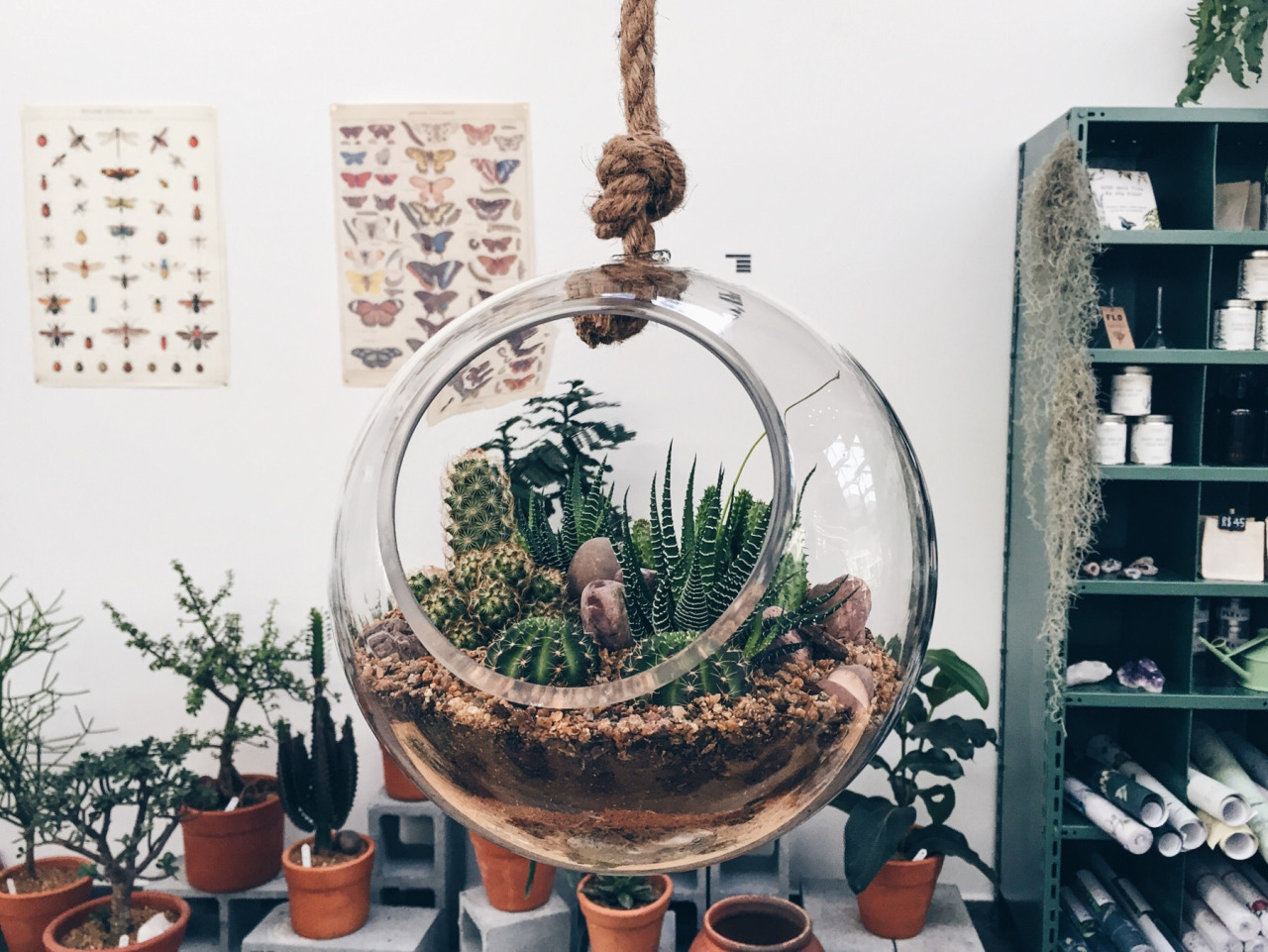 Terrarium, FLÔ