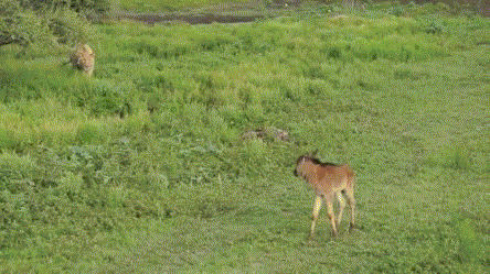 lion and gazelle.gif
