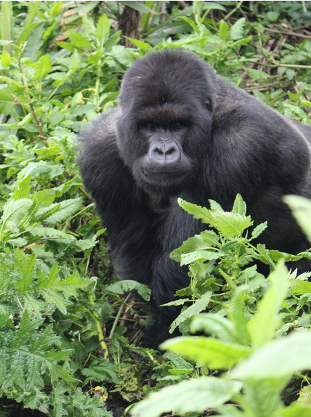 In the midst of travel, conferencing and slow internet connections this week, I didn't come across any compelling graphics. So here's a picture of a mountain gorilla I took this weekend in Volcanoes National Park. I can highly recommend gorilla trekking . Source: Me.