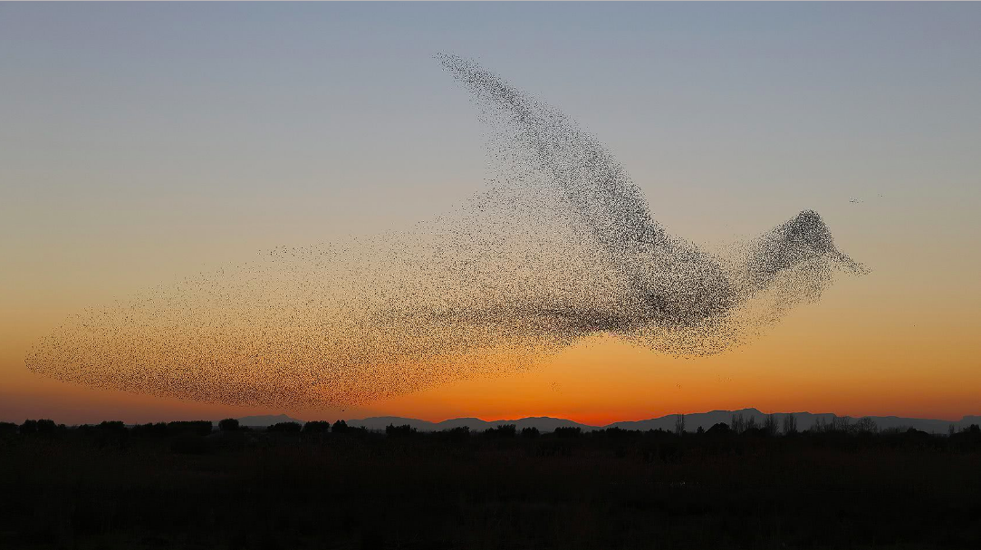 This came across my Twitter feed yesterday and I thought it would be a nice diversion from all of the more serious topics above. It's a murmuration of starlings in Costa Brava, photographed by Daniel Biber . Source .