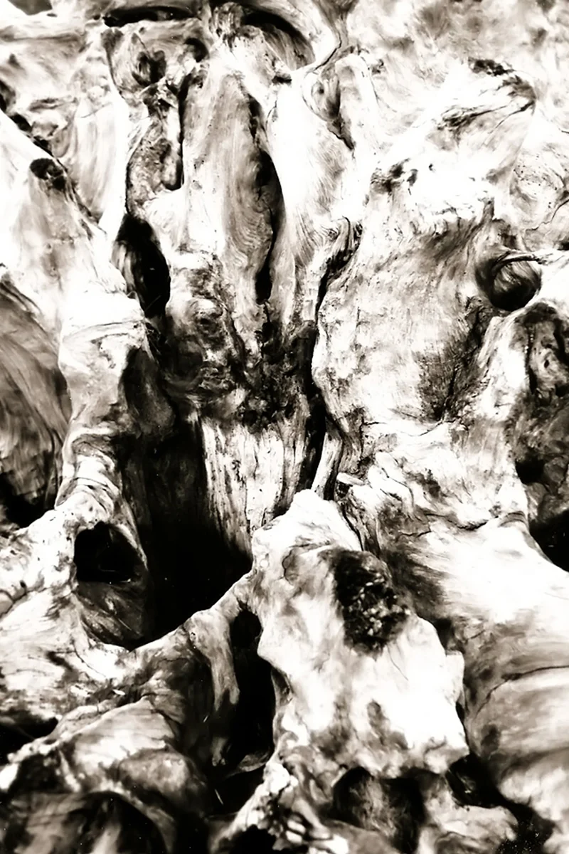 dead wood large.jpg