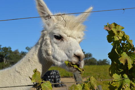 Our Vineyard Family