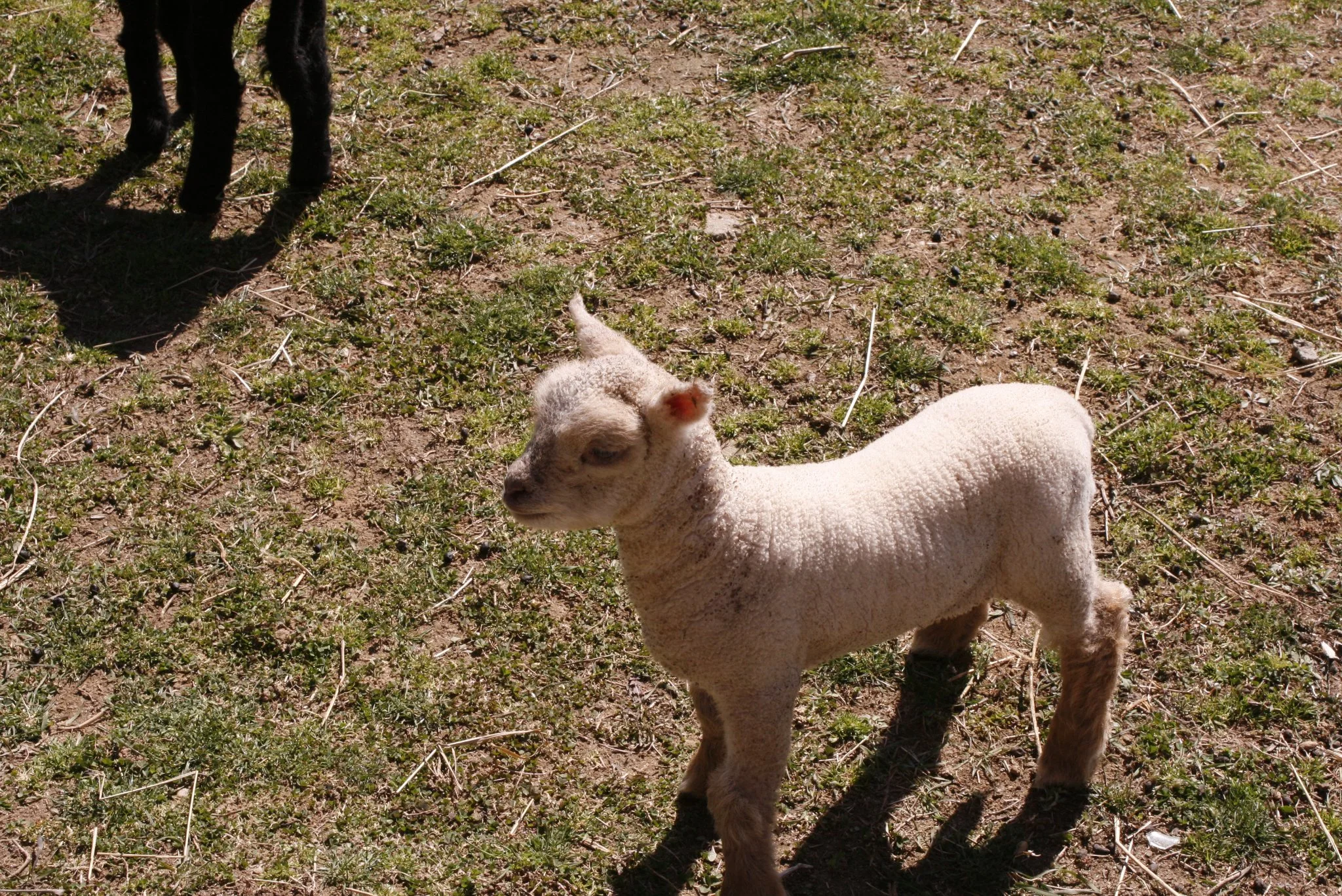 babysheep1.jpg