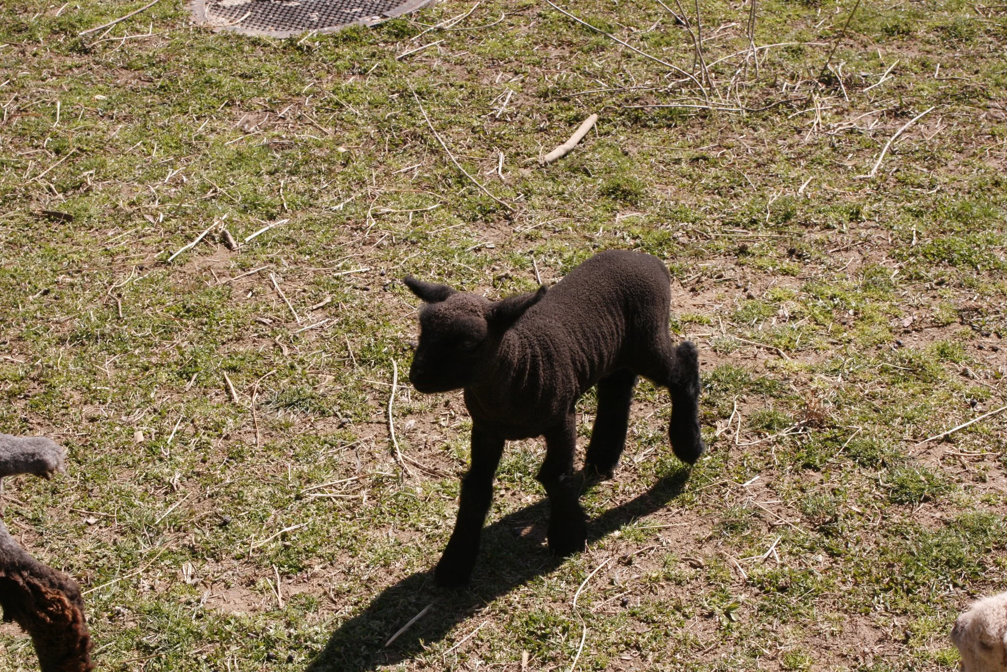 babysheep2.jpg