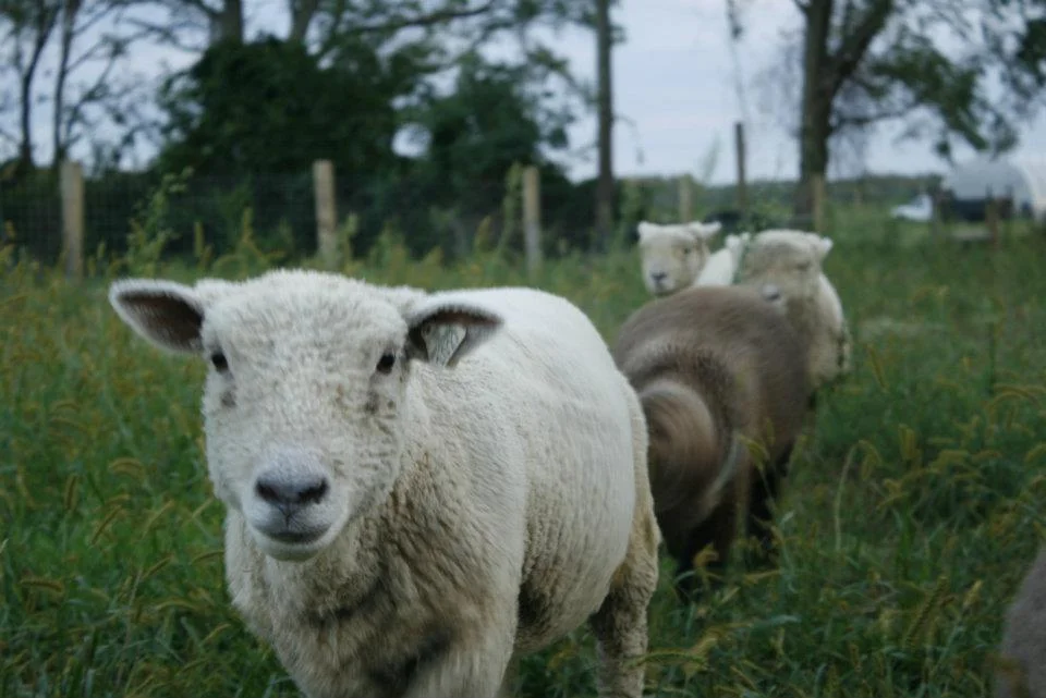 sheep (2).jpg