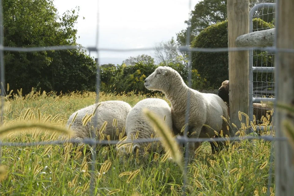 sheep3.jpg