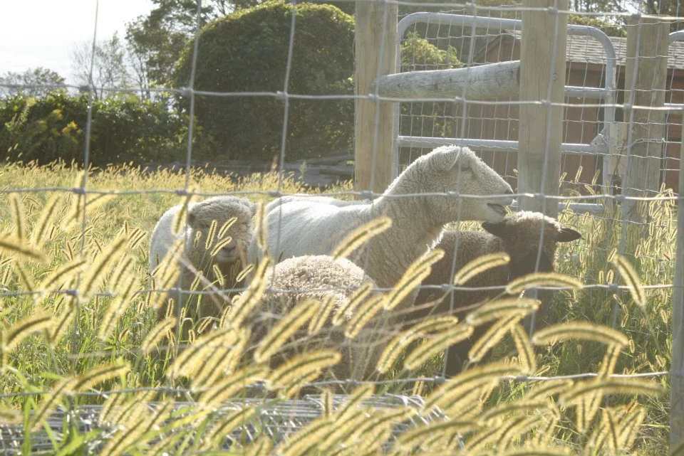 sheep4.jpg