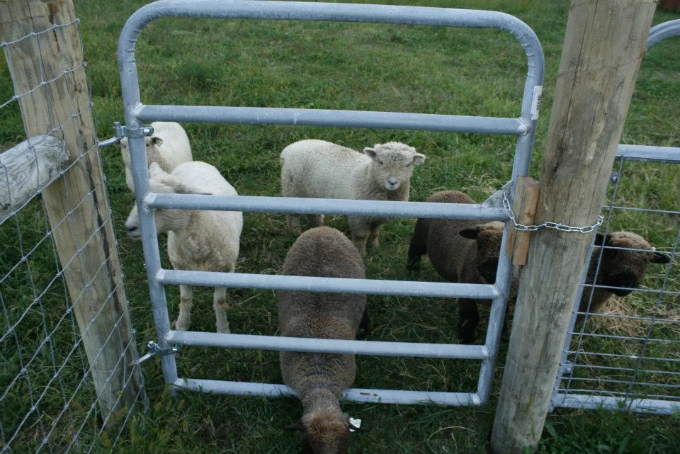 sheep5.jpg