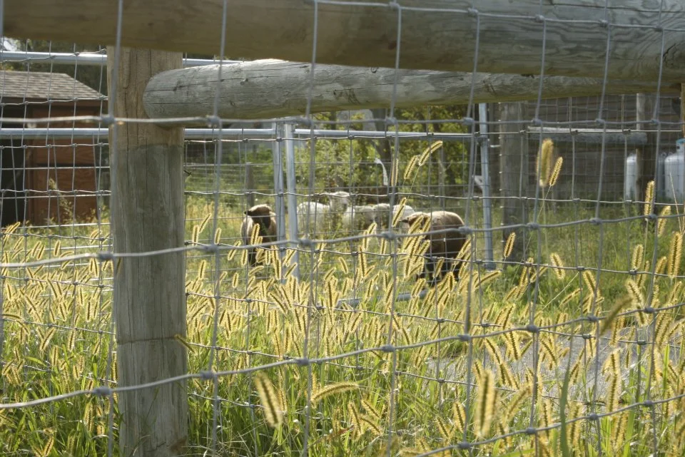 sheep6.jpg