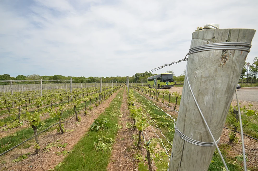 vines2.jpg