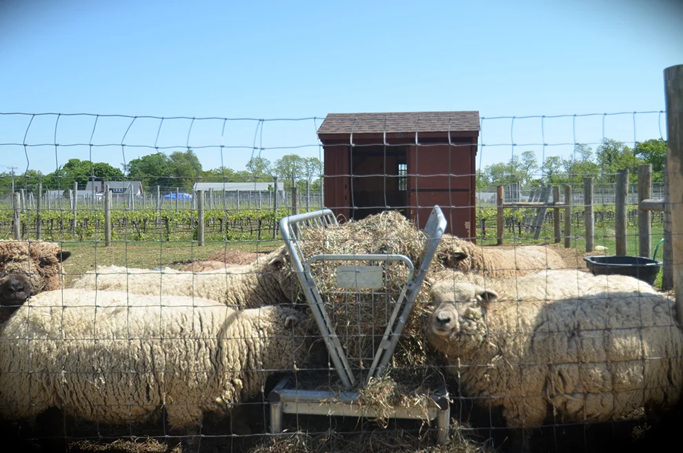 sheep-10.jpg