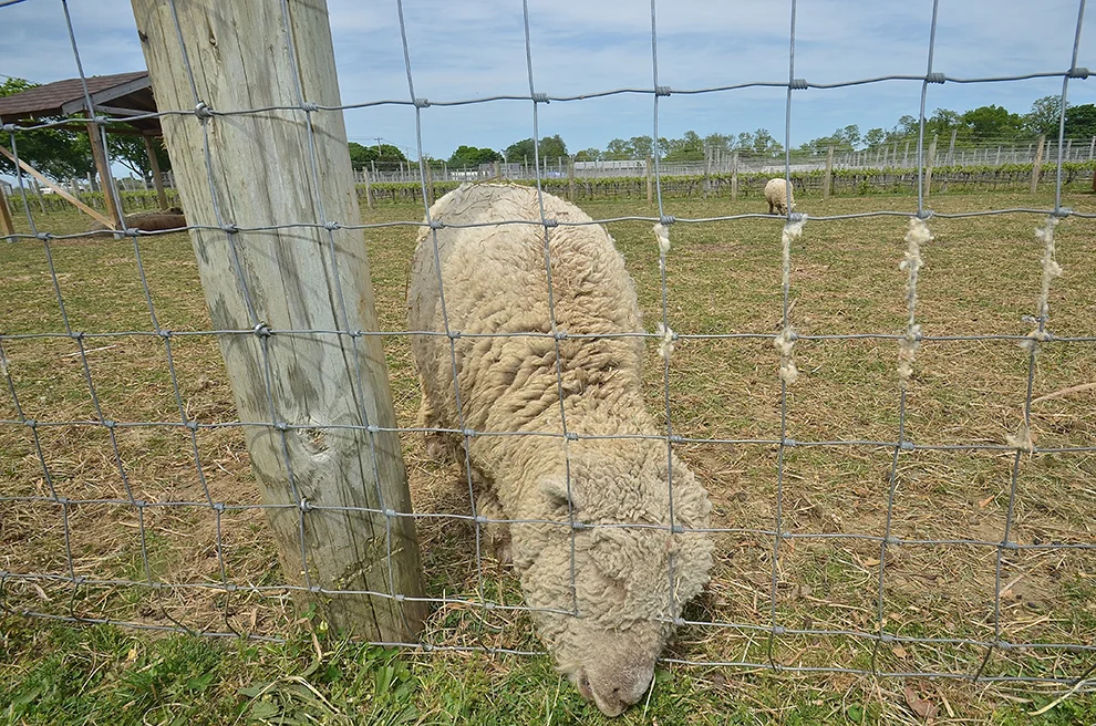sheep11.jpg