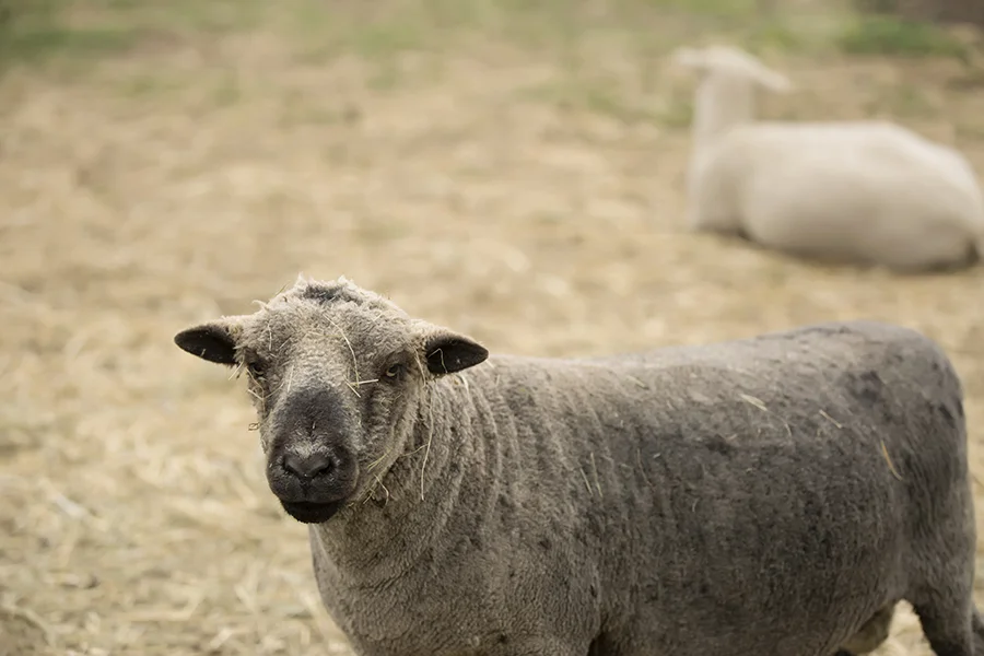 sheep13.jpg