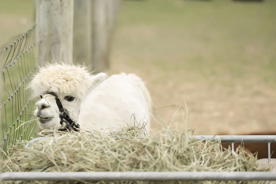 sheep14.jpg