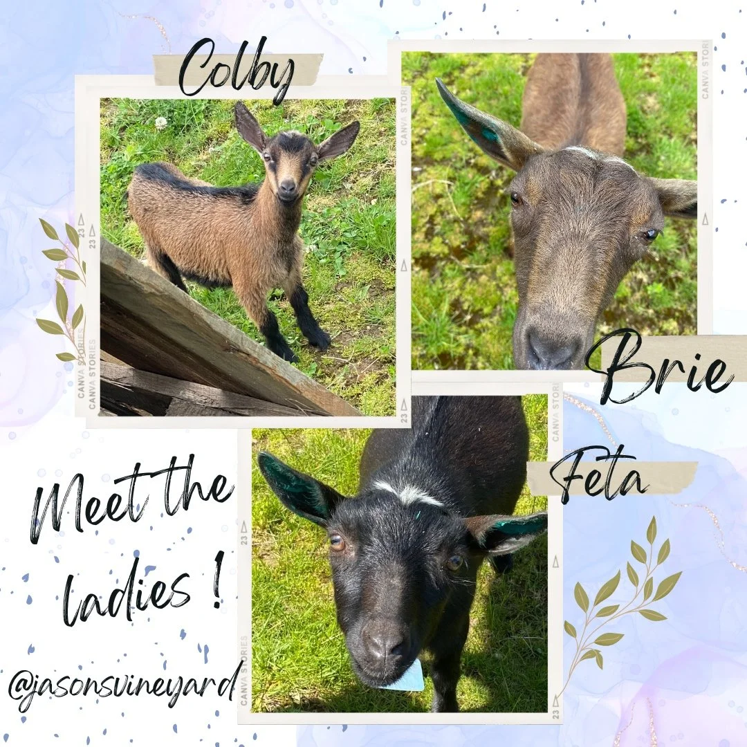 Meet our new vineyard pets. 