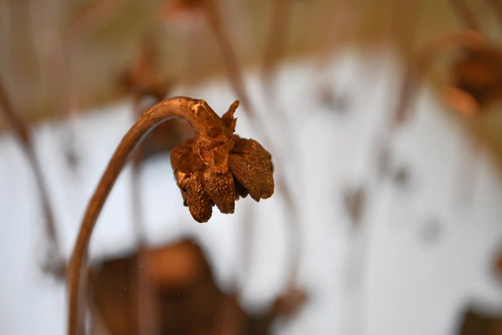 Saul Becker & Stephen Vitiello Field Recordings May – July 2012