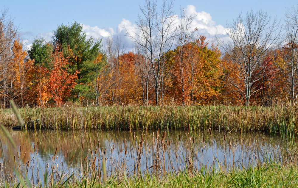 Cattails along the edge of a pond on Old Field Farm. (Photo: Chris Murtha)