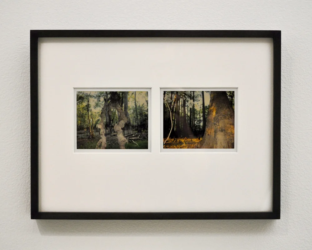 Stephen Vitiello, Untitled (Lost Forest No. 13 and No. 9) , 2007-2010, Polaroids, 9 ½ x 12 ½ inches (framed), Courtesy of American Contemporary, NY.