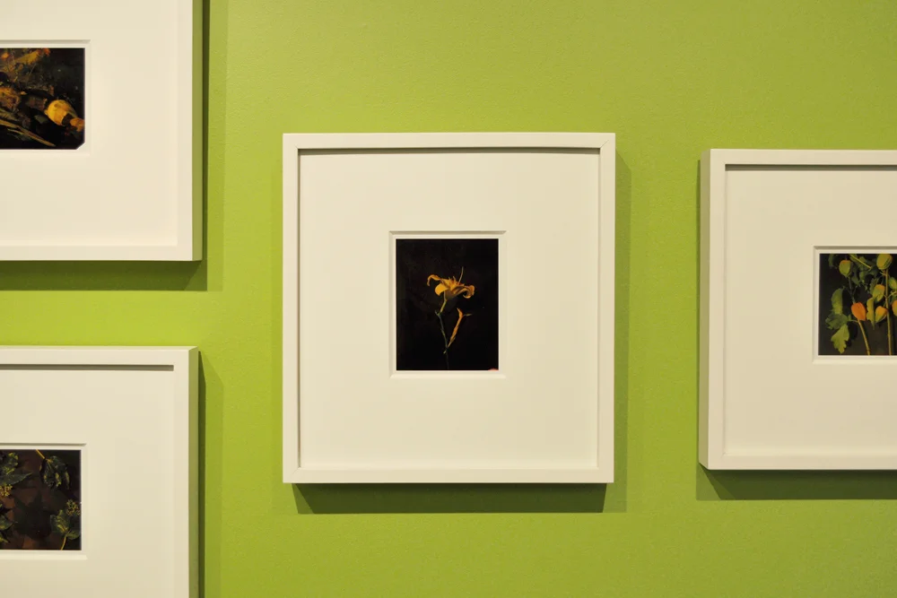 Installation view of Miranda Lichtenstein's polaroids.