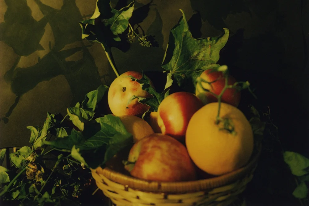     Nature Morte    December 2011 – February 2012 