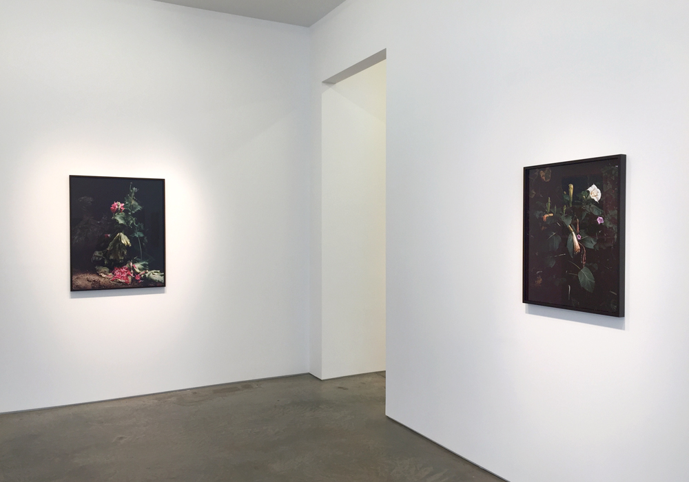 Top: Untitled #4 , 2015, Archival pigment print, 30 x 20 inches, Ed. of 7; Bottom: Installation view with Untitled #1 and Untitled #11 , Sharon Core, Understory , Yancey Richardson Gallery, NY. (Photos: Chris Murtha)