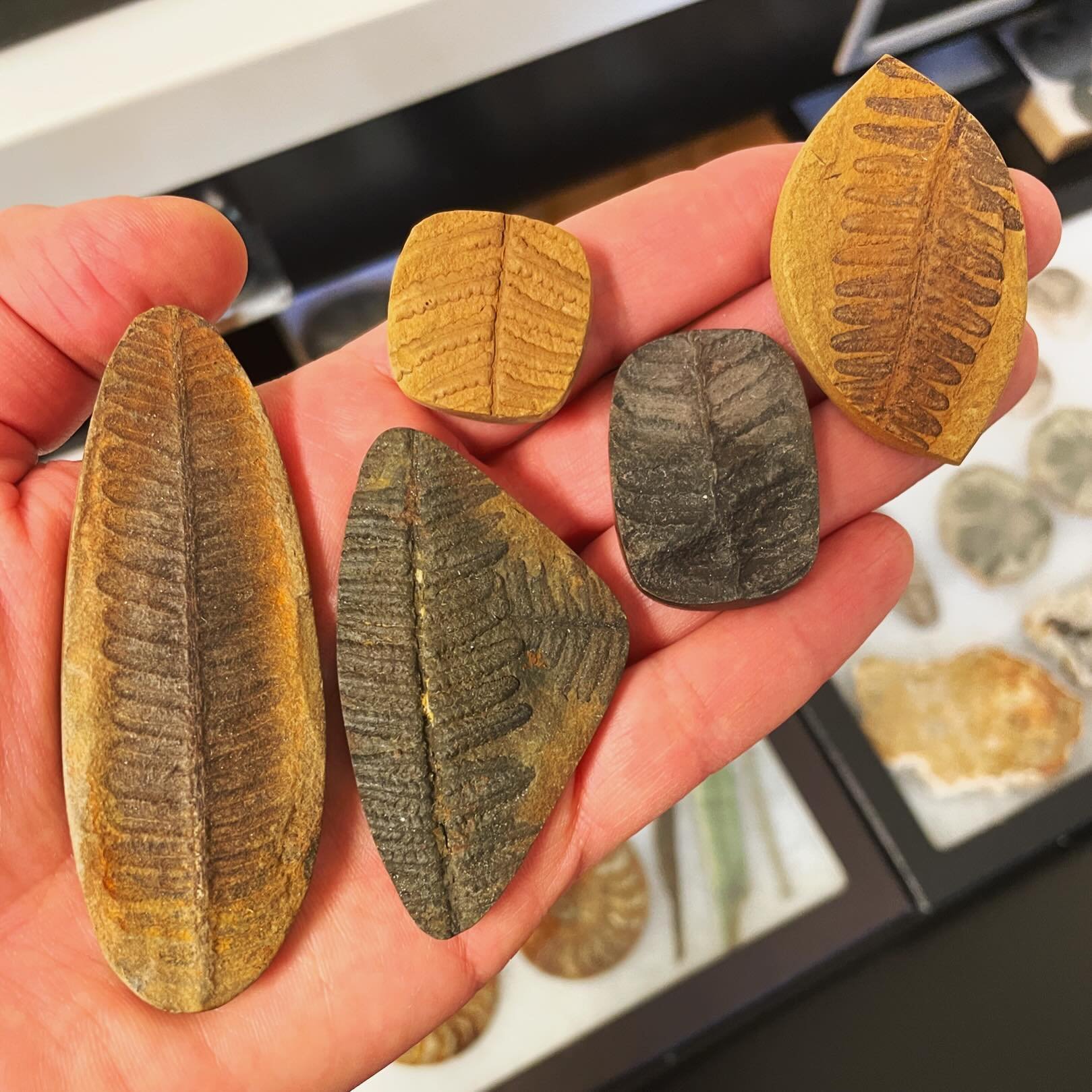 I know I haven&rsquo;t posted in approx. one million days&hellip; but today is Earth Day! 🌎 So I am leaving these gorgeous earthy fossil ferns here for you. 🌱 I hope to be capturing them in silver someday soon! Thank you for hanging in there with m