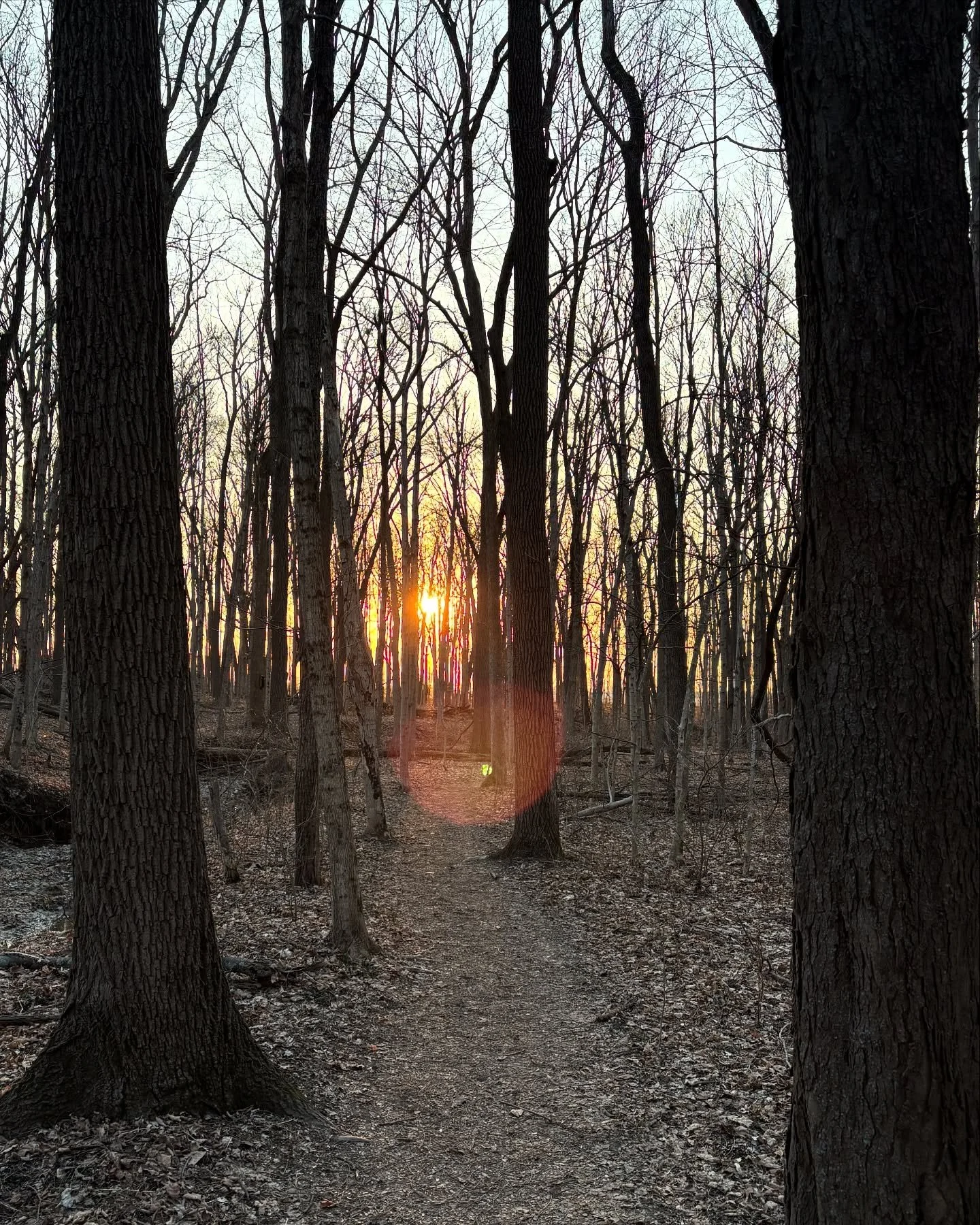 A little Friday evening stroll through the forest. A bit of solitude to relax and refresh. The woods, while still appearing to be in the grips of winter, are alive with birdsong and squirrel chatter. Bits of green pushing through the detritus on the 