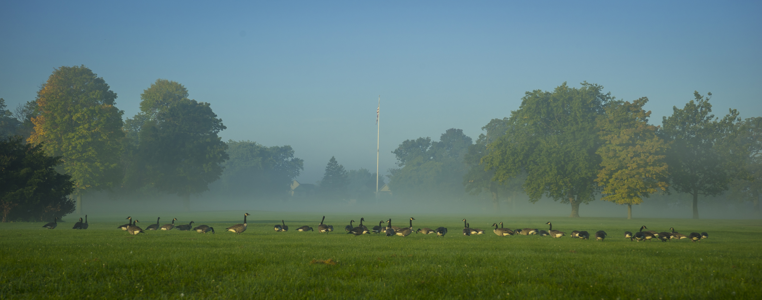 The Geese on the Parade Grounds