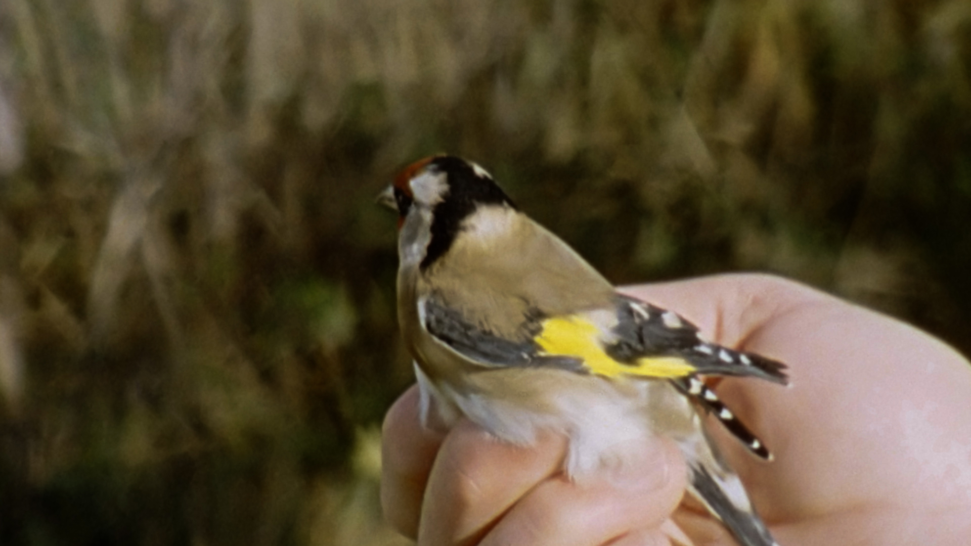 Goldfinch_16_48_24.Still023.jpg