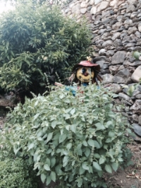 and by July he's disappearing behind the basil!