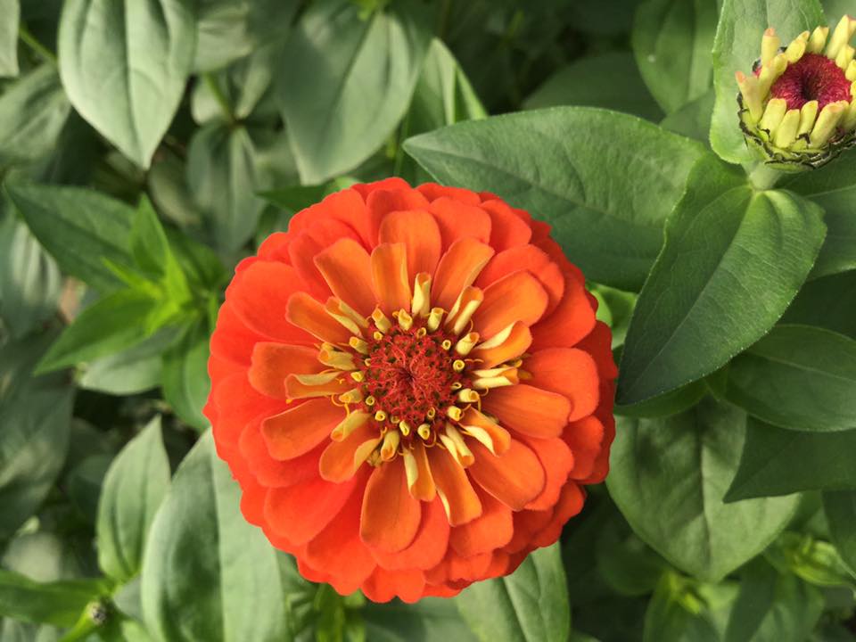 zinnia.jpg